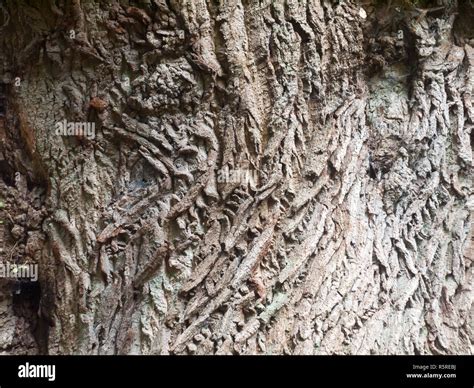 Close Up Rough Wooden Bark Texture Background Of Oak Tree Stock Photo