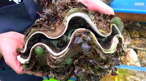Whats Inside A Giant Clam Best 16 Answer