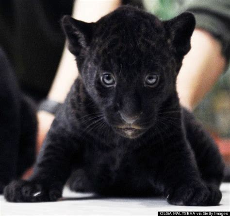 Cub Black Panther Animal Baby Update Berita Olahraga Dalam Luar