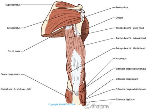 Muscles Of The Shoulder And Arm Isaiahs Anatomy Website