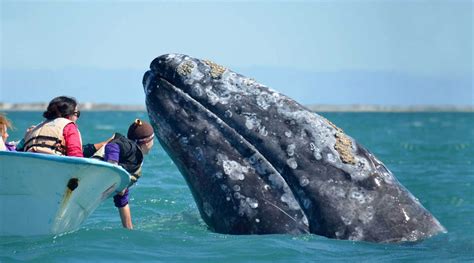 10 Fun Facts About Gray Whales Baja Expeditions