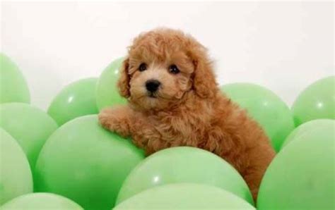 The 50 Cutest Puppy Pictures Of All Time