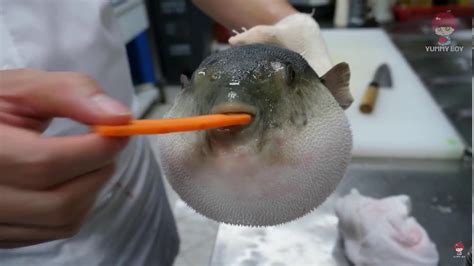 Pufferfish Eating Carrot Youtube