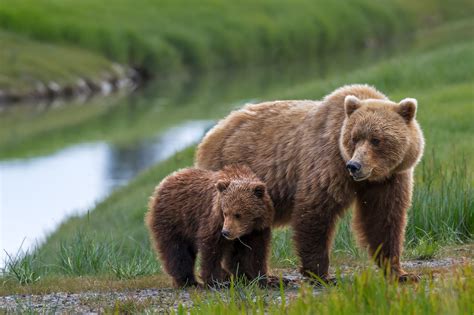 Grizzly Bear Cub Close To Mom Fine Art Photo Print For Sale Photos By Joseph C Filer
