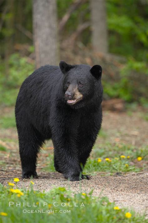 Black Bear Walking In A Forest Ursus Americanus Orr Minnesota