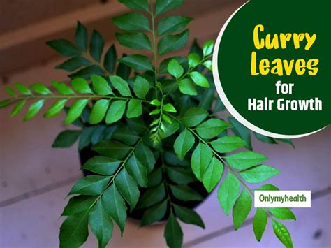 Curry leaves also called karivepaku in telugu and kariveppilai in tamil are a common sight in many indian households. Curry Leaves for Hair Growth: Know Ways To Use Curry Leaves