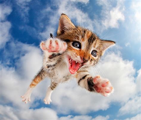 Enjoy These Playful Photos Of Kittens Jumping At The Camera In Full