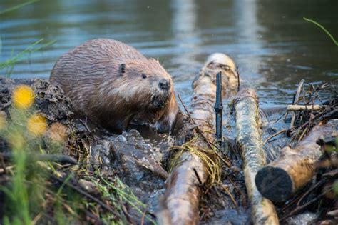 Maryland Beaver Removal Kp Wildlife Control