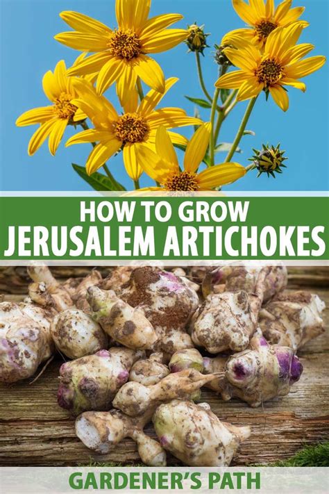 The chinese variety of jerusalem artichoke is uncommon in europe and it grows very large tubers as you can see in the pictures below. How to Grow Jerusalem Artichokes for Food & Flowers ...