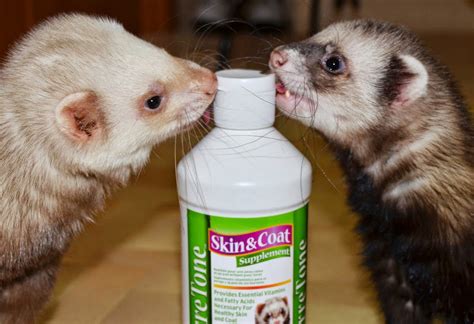 Best pets for apartments and small spaces. Good Ferret Treats or Snacks - Which Treats are Safe to ...