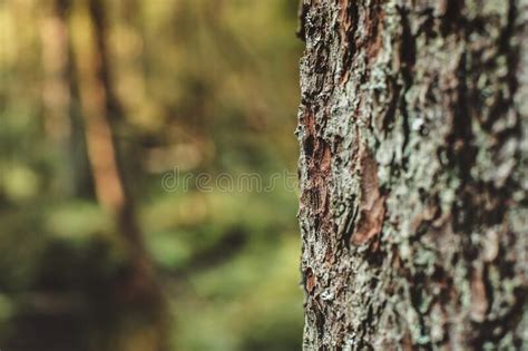 Tree Bark In The Forest Close Up Stock Photo Image Of Park