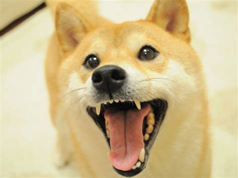Looking to download safe free latest software now. Package - grunt-dogescript
