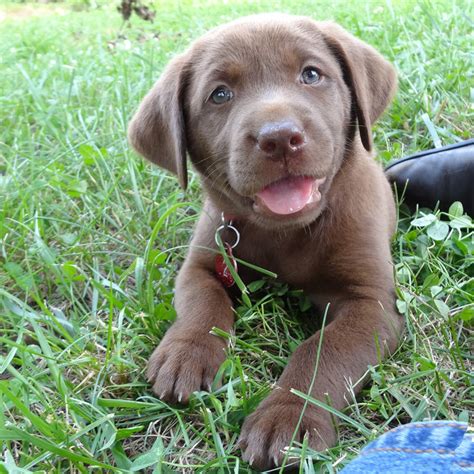 Or are you possibly considering a trip to ohio in the near future? Black & Chocolate Lab Puppies For Sale!