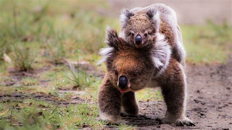 Tapeta Na Monitor Zvířata Divoká Příroda Austrálie Koala Mládě
