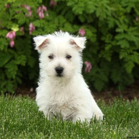 West Highland Terrier Puppies For Sale Greenfield Puppies