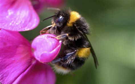 Bumble bee colonies do not survive through the winter except in very warm climates. Bumblebee Insect Wallpapers FREE Pictures on GreePX