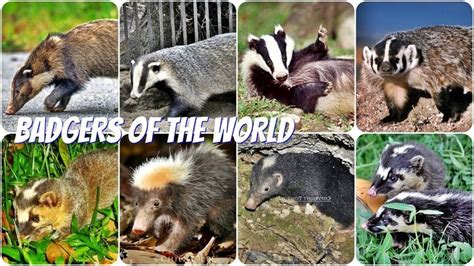 All Badger Species Badger Animals Species