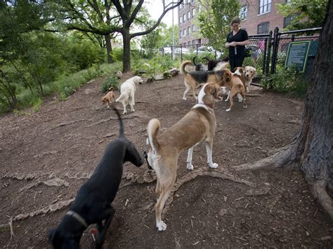 17 Best Dog Parks In New York City