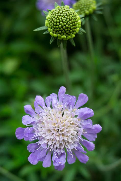 How To Grow And Care For Scabiosa Garden Chronicle