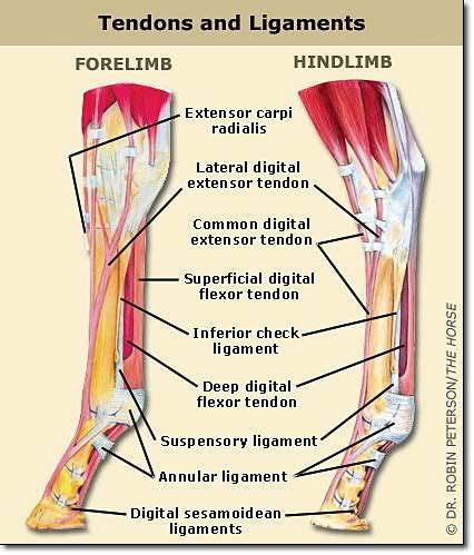 Tendons are used to flex and extend each joint when a muscle or group of muscles contracts. Your Horse from the Ground Up - The Lower Leg - Part 2