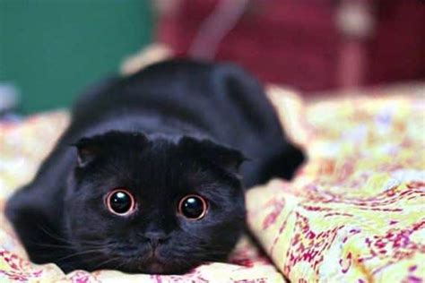 Beautiful Black Cat Breeds Purrfect Cat Breeds