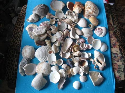 Seashells Mixed Lot Of Over 2 Pounds Of Sea Shells Etsy Seashells