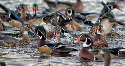 Small or large, these amphibious creatures can take over a water feature. Watching Wood Ducks :: Ed Erkes Nature Photography