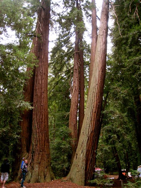 Redwood Tree Big Sur California Usa