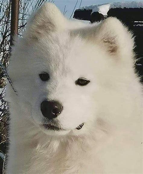 Samoyed Puppies For Sale New York Ny 386656 Petzlover