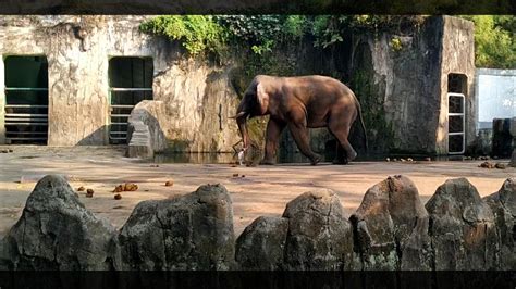 Kebun Binatang Ragunan Jakarta Ragunan Zoo Youtube