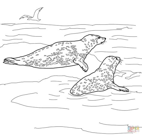 Aye aye (lemur) coloring page. Leopard seal coloring pages download and print for free