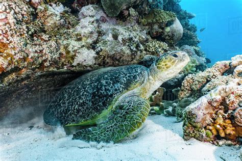 Giant Green Sea Turtle Chelonia Mydas At The Great Barrier Reef