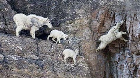Baby Mountain Goat Climbing