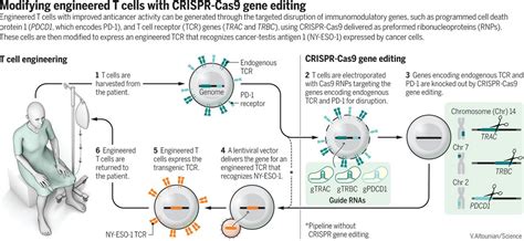 Interview The First Crispr Gene Therapy Is Safe Crispr Medicine