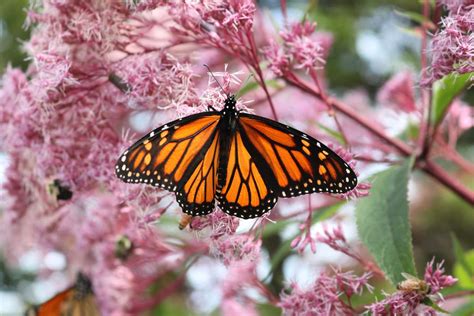 12 perennial plants that butterflies love