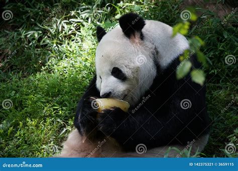 Giant Panda Eating Food Some Fruit In The Middle Of Green Forest In