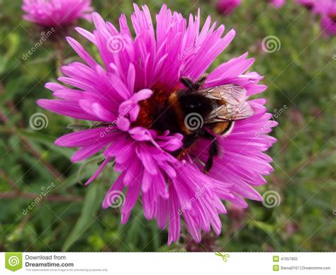 Bumble Bee Collects Nectar On Astra Stock Photo Image Of Astra