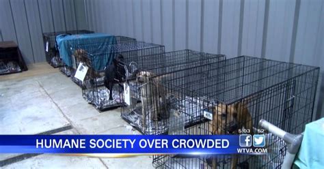 Video Plenty Of Animal Shelters Facing Overcrowding Local