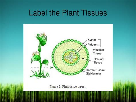 Ppt Plant Tissues Powerpoint Presentation Free Download Id9676285