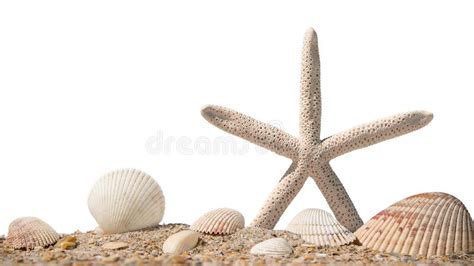 Sea Shells And Starfish Beach Sand With Seashells Panorama Of Ocean