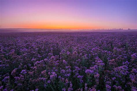 Hd Wallpaper Flowers Field Landscape Purple Flower Sky Summer