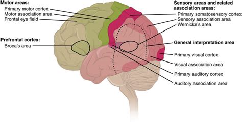 Functional Systems Of The Cerebral Cortex Boundless Anatomy And