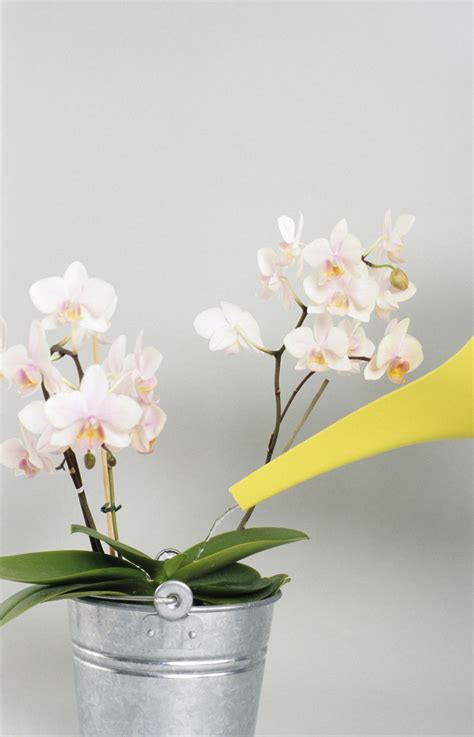 Not sure how to revive an orchid and make it beautiful again? How to Get Orchids to Bloom and Rebloom