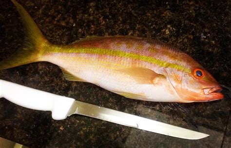 Yellowtail Snapper For Dinner With Fresh Vegetables From The Garden