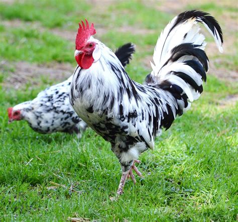 Fun Threadwhat Is The Rarest Coolest Breed Of Chicken You Have Or