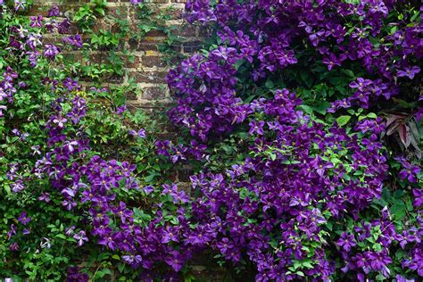 How To Prune Clematis Vines For Copious Flowers Gardeners Path