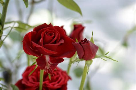 Rose Fiori Rosso · Foto Gratis Su Pixabay