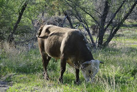 Bull 4 Free Stock Photo Public Domain Pictures