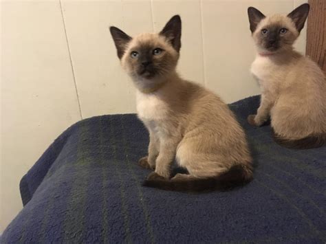 Siamese Cats For Sale Londonderry Nh 178159 Petzlover