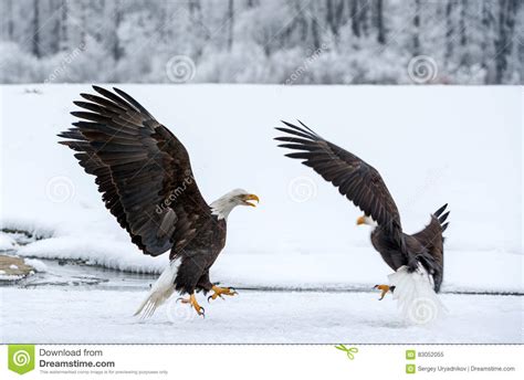 Fighting Bald Eagles Stock Image Image Of Battle Birdwatching 83052055